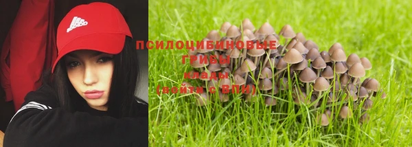 прущие грибы Елабуга